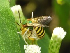 Agapostemon nasutus by (c) Francisco Farriols Sarabia, some rights reserved (CC BY), uploaded by Francisco Farriols Sarabia. Used under a CC-BY license.