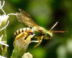 Agapostemon nasutus by (c) Francisco Farriols Sarabia, some rights reserved (CC BY), uploaded by Francisco Farriols Sarabia. Used under a CC-BY license.