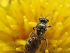 Lasioglossum laevissimum by (c) Cole Shoemaker, some rights reserved (CC BY), uploaded by Cole Shoemaker. Used under a CC-BY license.