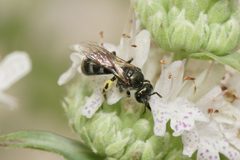 Lasioglossum laevissimum by (c) Amy Schnebelin, some rights reserved (CC BY), uploaded by Amy Schnebelin. Used under a CC-BY license.