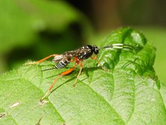 Baryceros audax by (c) Dan MacNeal, some rights reserved (CC BY), uploaded by Dan MacNeal. Used under a CC-BY license.