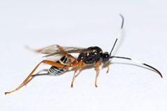 Baryceros audax by (c) Owen Strickland, some rights reserved (CC BY), uploaded by Owen Strickland. Used under a CC-BY license.