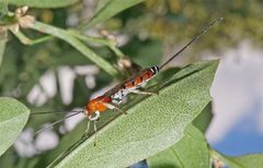 Calliephialtes ferrugineus by (c) Eridan Xharahi, some rights reserved (CC BY). Used under a CC-BY license.