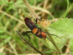Compsocryptus xanthostigma by (c) Francisco Farriols Sarabia, some rights reserved (CC BY), uploaded by Francisco Farriols Sarabia. Used under a CC-BY license.