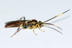 Cratichneumon annulatipes by (c) Owen Strickland, some rights reserved (CC BY), uploaded by Owen Strickland. Used under a CC-BY license.