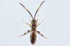 Cratichneumon annulatipes by (c) Owen Strickland, some rights reserved (CC BY), uploaded by Owen Strickland. Used under a CC-BY license.