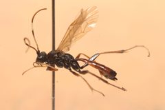 Euryproctus by (c) Daniel Linzbauer, some rights reserved (CC BY), uploaded by Daniel Linzbauer. Used under a CC-BY license.
