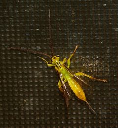 Theronia by (c) i_c_riddell, some rights reserved (CC BY), uploaded by i_c_riddell. Used under a CC-BY license.