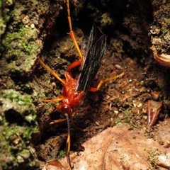 Tmetogaster nubilipennis by (c) Katja Schulz, some rights reserved (CC BY). Used under a CC-BY license.