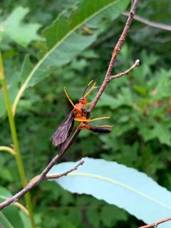 Tmetogaster nubilipennis by (c) Elizabeth Axley, some rights reserved (CC BY), uploaded by Elizabeth Axley. Used under a CC-BY license.