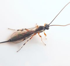Tromatobia ovivora by (c) Will Linnard, some rights reserved (CC BY), uploaded by Will Linnard. Used under a CC-BY license.