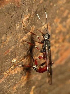 Xorides calidus by (c) Katja Schulz, some rights reserved (CC BY). Used under a CC-BY license.