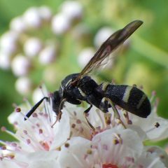 Leucospis by (c) Ben Armstrong, some rights reserved (CC BY), uploaded by Ben Armstrong. Used under a CC-BY license.