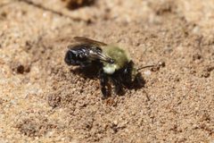 Megachile mucida by (c) Seth Wollney, some rights reserved (CC BY), uploaded by Seth Wollney. Used under a CC-BY license.