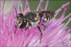 Megachile pusilla by (c) RAP, some rights reserved (CC BY), uploaded by RAP. Used under a CC-BY license.
