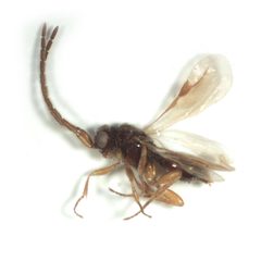 Megaspilidae by (c) Benjamin Smith, some rights reserved (CC BY). Used under a CC-BY license.