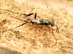 Metapelmatidae by (c) Katja Schulz, some rights reserved (CC BY). Used under a CC-BY license.