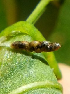 Platygastrinae by (c) Stephen Thorpe, some rights reserved (CC BY), uploaded by Stephen Thorpe. Used under a CC-BY license.