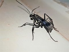 Anoplius depressipes by (c) Gerry van Tonder, some rights reserved (CC BY), uploaded by Gerry van Tonder. Used under a CC-BY license.