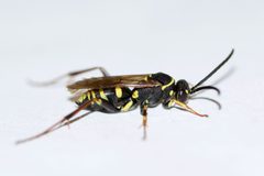 Ceropales maculata by (c) Owen Strickland, some rights reserved (CC BY), uploaded by Owen Strickland. Used under a CC-BY license.