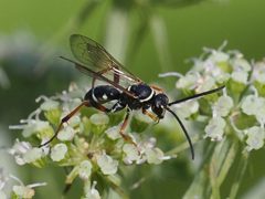 Ceropales maculata by (c) Michael Knapp, some rights reserved (CC BY), uploaded by Michael Knapp. Used under a CC-BY license.