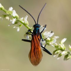 Pepsis pallidolimbata by (c) Ken-ichi Ueda, some rights reserved (CC BY), uploaded by Ken-ichi Ueda. Used under a CC-BY license.