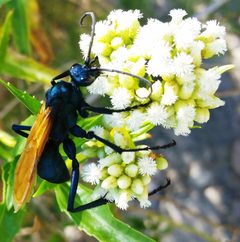 Pepsis pallidolimbata by (c) Jason Eckberg, some rights reserved (CC BY), uploaded by Jason Eckberg. Used under a CC-BY license.