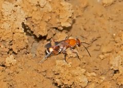 Psorthaspis by (c) Seig, some rights reserved (CC BY), uploaded by Seig. Used under a CC-BY license.