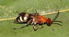 Psorthaspis luctuosa by (c) Gordon C. Snelling, some rights reserved (CC BY), uploaded by Gordon C. Snelling. Used under a CC-BY license.
