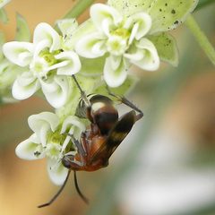 Psorthaspis luctuosa by (c) M. Whitson, some rights reserved (CC BY), uploaded by M. Whitson. Used under a CC-BY license.