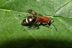 Psorthaspis luctuosa by (c) Gordon C. Snelling, some rights reserved (CC BY), uploaded by Gordon C. Snelling. Used under a CC-BY license.