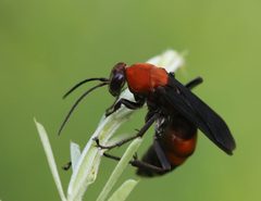Psorthaspis sanguinea by (c) hr_dragonfly, some rights reserved (CC BY), uploaded by hr_dragonfly. Used under a CC-BY license.
