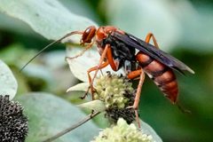Tachypompilus ferrugineus ferrugineus by (c) Louise Woodrich, some rights reserved (CC BY), uploaded by Louise Woodrich. Used under a CC-BY license.