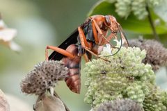 Tachypompilus ferrugineus ferrugineus by (c) Louise Woodrich, some rights reserved (CC BY), uploaded by Louise Woodrich. Used under a CC-BY license.