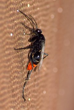 Tachypompilus by (c) Christopher, some rights reserved (CC BY), uploaded by Christopher. Used under a CC-BY license.