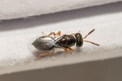 Nasonia vitripennis by (c) Поляков Александр, some rights reserved (CC BY), uploaded by Поляков Александр. Used under a CC-BY license.