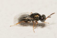 Nasonia vitripennis by (c) Поляков Александр, some rights reserved (CC BY), uploaded by Поляков Александр. Used under a CC-BY license.