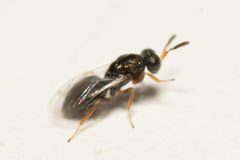 Nasonia vitripennis by (c) Поляков Александр, some rights reserved (CC BY), uploaded by Поляков Александр. Used under a CC-BY license.