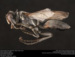 Sphex texanus by no rights reserved, uploaded by Alejandro Santillana. Used under a CC0 license.