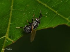 Tanaostigma by (c) Thilina Hettiarachchi, some rights reserved (CC BY), uploaded by Thilina Hettiarachchi. Used under a CC-BY license.