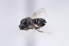 Haltichella xanticles by (c) Kyle Rossner, some rights reserved (CC BY), uploaded by Kyle Rossner. Used under a CC-BY license.