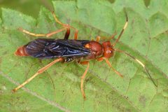 Trogomorpha trogiformis by (c) skitterbug, some rights reserved (CC BY), uploaded by skitterbug. Used under a CC-BY license.