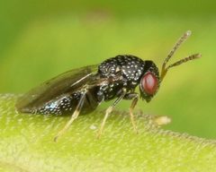 Pteromalinae by (c) skitterbug, some rights reserved (CC BY), uploaded by skitterbug. Used under a CC-BY license.