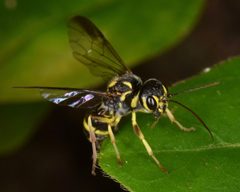 Trigonalidae by (c) skitterbug, some rights reserved (CC BY), uploaded by skitterbug. Used under a CC-BY license.