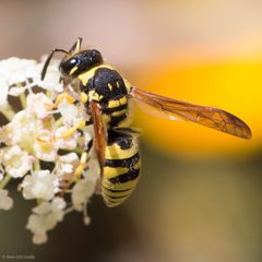 Ancistrocerus spilogaster by (c) Ken-ichi Ueda, some rights reserved (CC BY), uploaded by Ken-ichi Ueda. Used under a CC-BY license.