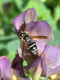 Ancistrocerus waldenii by (c) Healthy Yards, some rights reserved (CC BY), uploaded by Healthy Yards. Used under a CC-BY license.