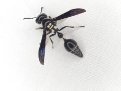 Zethus spinipes variegatus by (c) Sean Golden, some rights reserved (CC BY), uploaded by Sean Golden. Used under a CC-BY license.