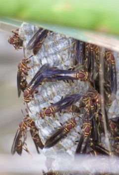 Polistes arizonensis by (c) CK2AZ, some rights reserved (CC BY), uploaded by CK2AZ. Used under a CC-BY license.