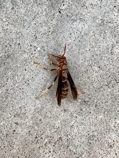 Polistes arizonensis by (c) CK2AZ, some rights reserved (CC BY), uploaded by CK2AZ. Used under a CC-BY license.