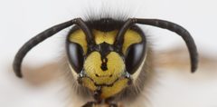 Vespula germanica by (c) Jon Sullivan, some rights reserved (CC BY). Used under a CC-BY license.